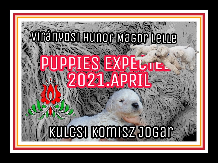 Puppies expected April 2021
